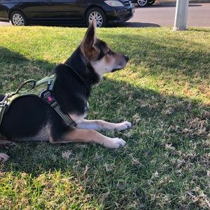 Meet your Posher, Angel